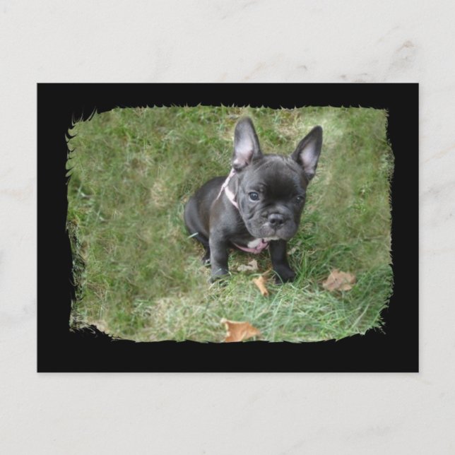 Trudy Fransk Bulldog Vykort (Framsida)