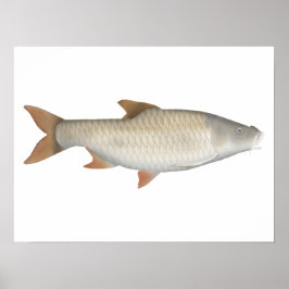 True Big- tetra poster