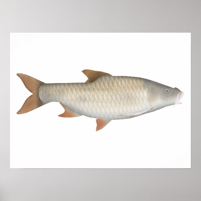 True Big- tetra poster (Framsidan)