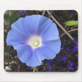 True Blue Morning Glory Close-up  Musmatta