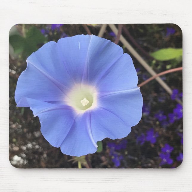 True Blue Morning Glory Close-up  Musmatta (Framsidan)