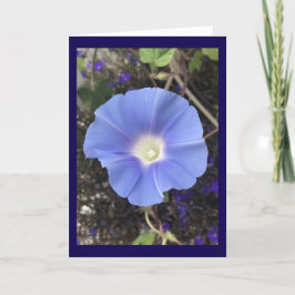 True Blue Morning Glory Kort