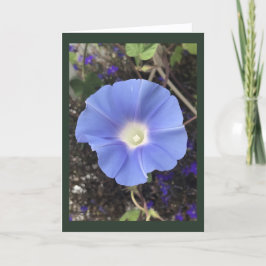 True Blue Morning Glory Kort