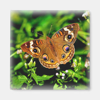 True Färg - Buckeye Butterfly Magnet