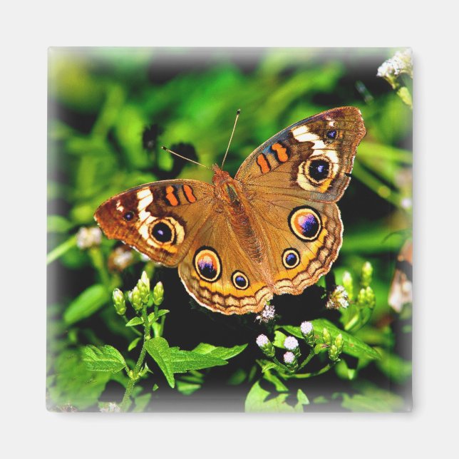 True Färg - Buckeye Butterfly Magnet (Framsidan)