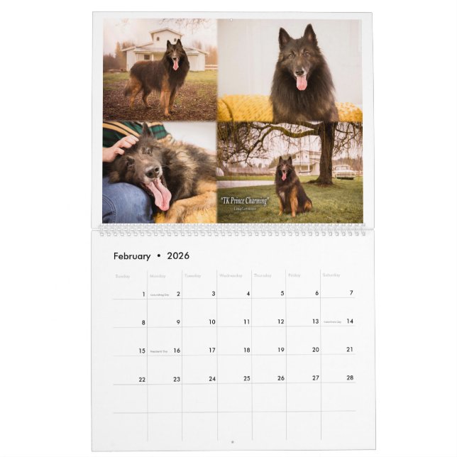 True Knight Belgium Tervuren hund/puppy Calendar Kalender (Feb 2026)