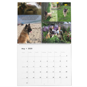 True Knight Tervuren Puppy Review Calendar 1 Kalender
