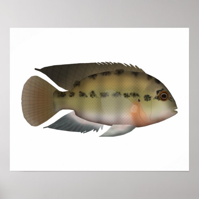 True Parrot Cichlid Poster (Framsidan)