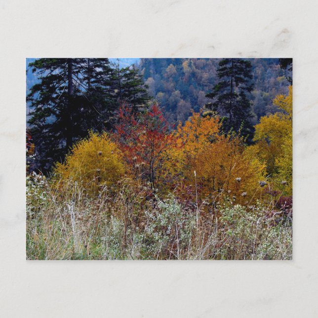 Truly Smokie Mountain Autumn Vykort (Framsida)