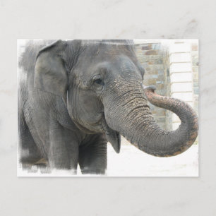 Trumlande elefant vykort