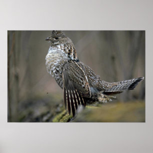 Trumma för Ruffed grouse Poster