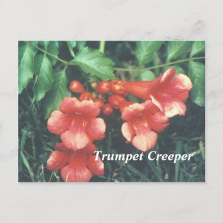 Trumpet creeper vykort