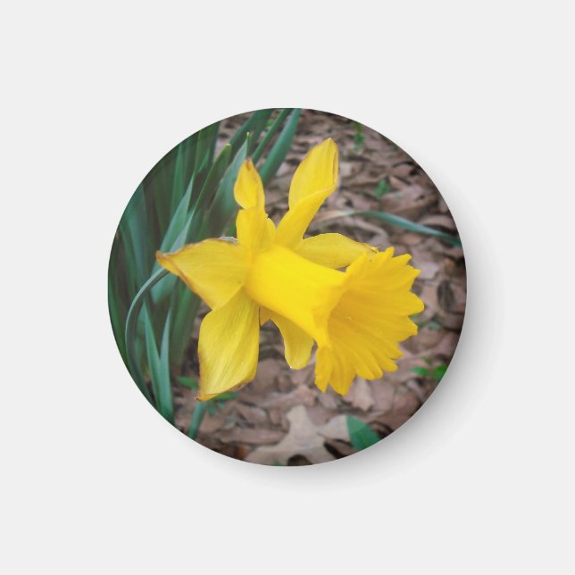 Trumpet Daffodil Small Round Magnet (Framsidan)
