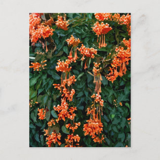 Trumpet Flowers Vykort