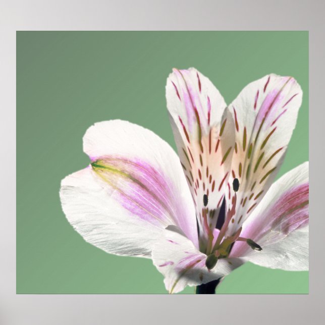 Trumpet Lily Poster (Framsidan)