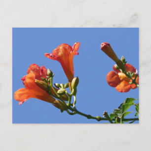 Trumpet Vine Flowers med Blå himmel DIY Postcard Vykort