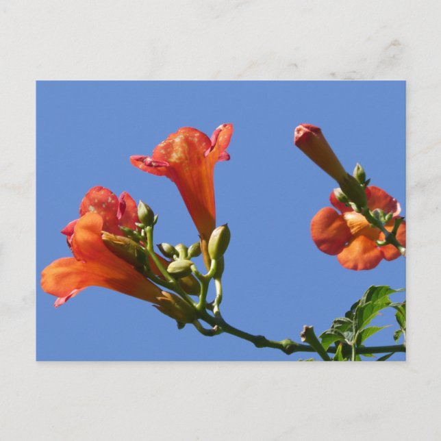 Trumpet Vine Flowers med Blå himmel DIY Postcard Vykort (Framsida)