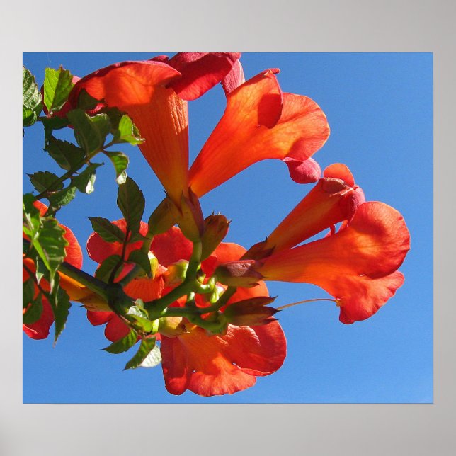 Trumpet Vine Flowers Poster (Framsidan)