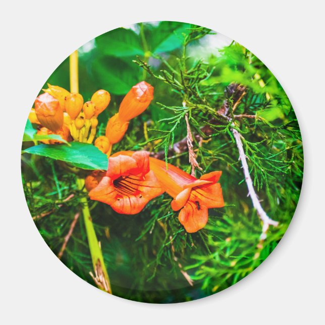 Trumpet Vine Magnet (Framsidan)