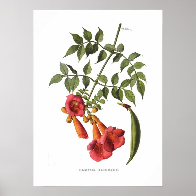 Trumpet Vine Poster (Framsidan)