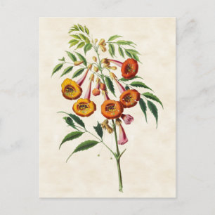 Trumpet Vine Vintage Botanisk Vykort