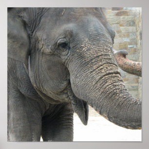 Trumpetar Elephant Print Poster