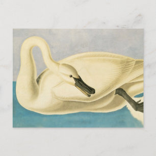 Trumpetarsvane av John James Audubon, Vintage Fåge Vykort