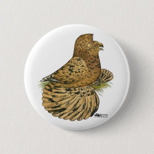 Trumpeter Pigeon Almond Knapp