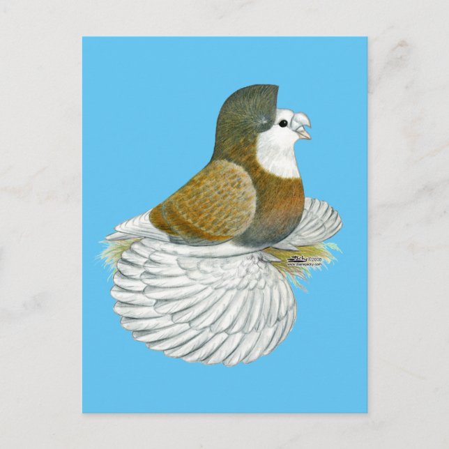 Trumpeter Pigeon AOC Baldhead Vykort (Framsida)
