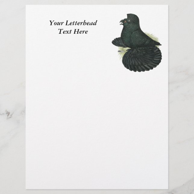 Trumpeter Pigeon Black (Framsida)