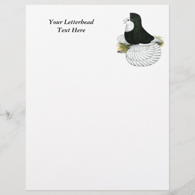 Trumpeter Pigeon Black Baldhead (Framsida)