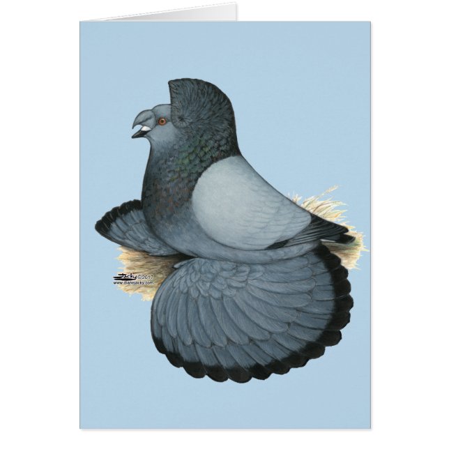 Trumpeter Pigeon Blue Barless OBS Kort (Framsidan)