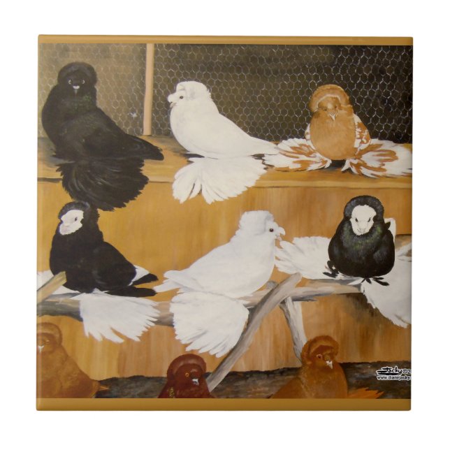 Trumpeter Pigeon Champions Kakelplatta (Framsidan)