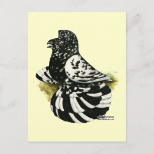 Trumpeter Pigeon Mörk Stänk Vykort