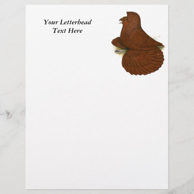 Trumpeter Pigeon Red (Framsida)