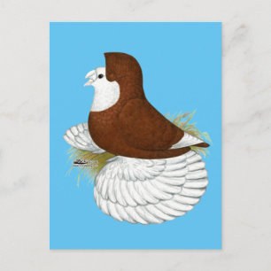 Trumpeter Pigeon Red Baldhead Vykort