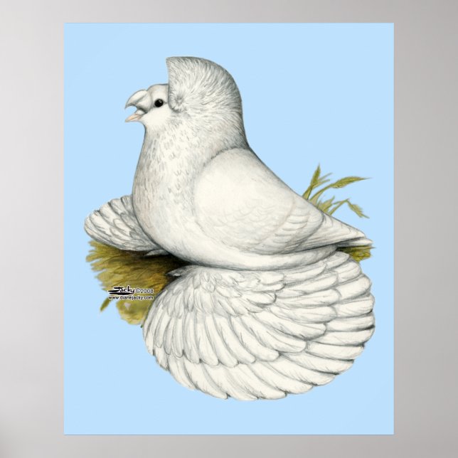 Trumpeter Pigeon White Poster (Framsidan)