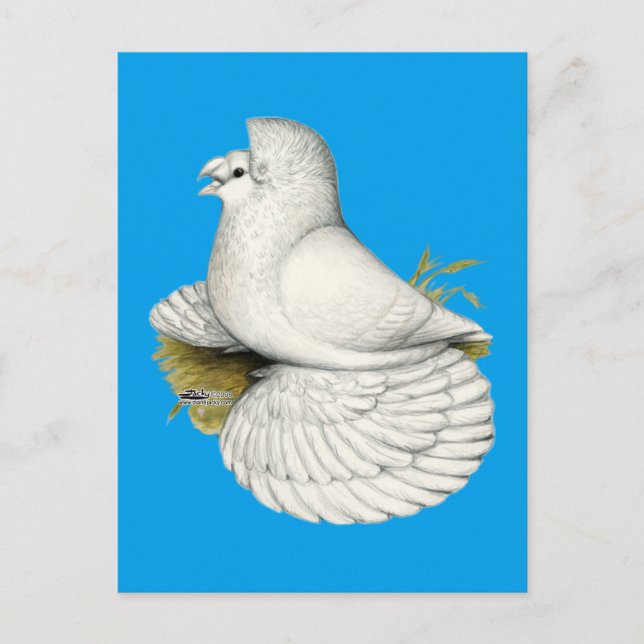 Trumpeter Pigeon White Vykort (Framsida)