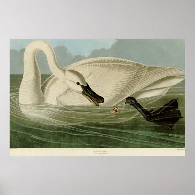 Trumpeter svan antique litho plate Audubon Poster (Framsidan)