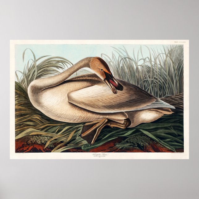 Trumpeter Svan av John James Audubon Poster (Framsidan)
