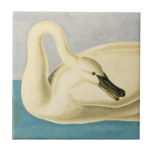Trumpeter Svan av John James Audubon, Vintage Bird Kakelplatta