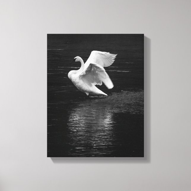 Trumpeter Svan b/w Canvastryck (Framsida)