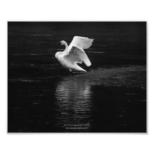 Trumpeter Svan b/w Fototryck (Framsidan)
