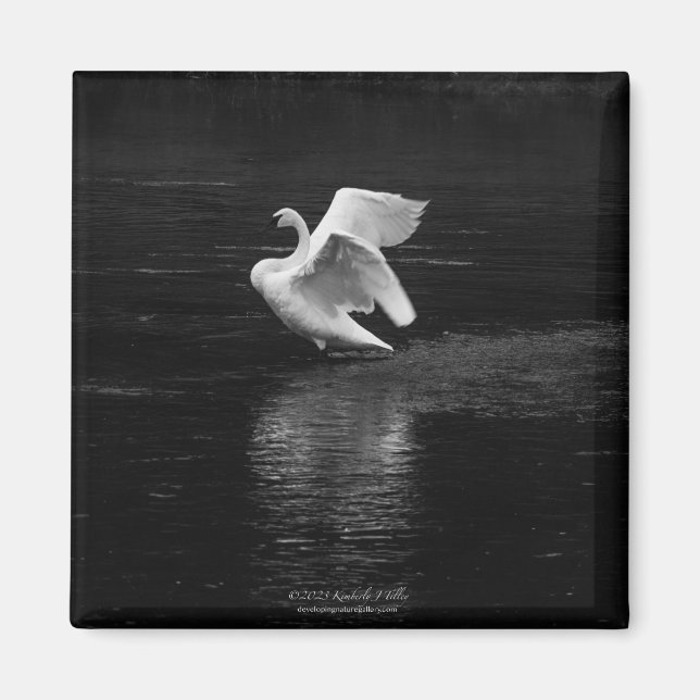 Trumpeter Svan b/w Magnet (Framsidan)
