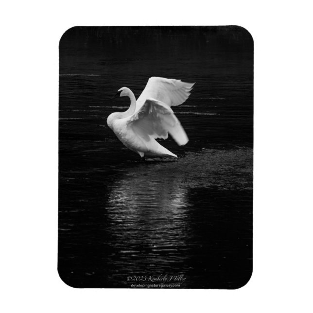 Trumpeter Svan b/w Magnet (Vertikal)