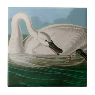 Trumpeter Svan Birds of America Audubon Print Kakelplatta