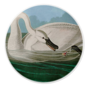 Trumpeter Svan Birds of America Audubon Print Knopp