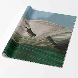 Trumpeter Svan Birds of America Audubon Print Presentpapper