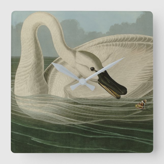Trumpeter Svan - från Audubon's Birds of America Fyrkantig Klocka (Framsida)