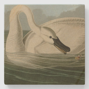 Trumpeter Svan - från Audubon's Birds of America Stenunderlägg